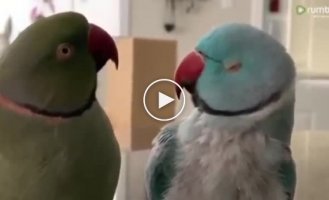 A couple of cute parrots decided to communicate like humans