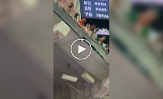 Котодрама на стадионе