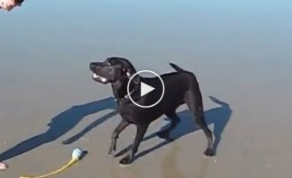 Этой собаке нельзя лаять, после купания