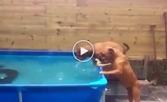 Как собаки из бассейна свою любимую игрушку доставали