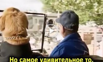 Автошкола для собак