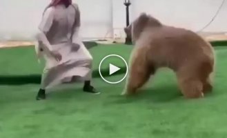 Arab man playing catch up with a bear