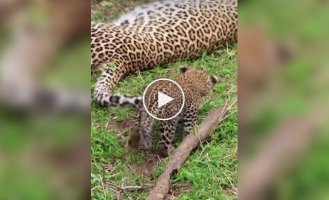 Leopard cub hunts for mom's tail