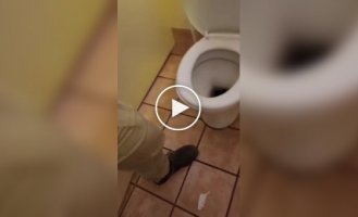 В Австралии ковровый питон забрался в унитаз в парке