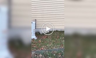 В США засняли жирненького опоссума-альбиноса