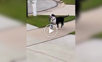 Женщина показала соседскую собаку, которая выгуливает сама себя без хозяина