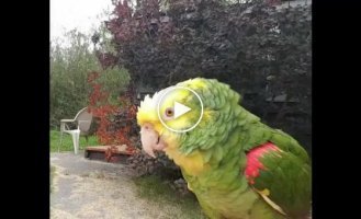 A parrot's morning singing