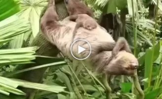 Sloths are animals with the most powerful abs in nature.