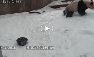 Неуклюжая панда устроила  снежную битву  со своей пустой миской 