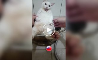 Готовим суп с котом