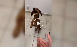 Eat a lemon: the dachshund has learned the taste of betrayal