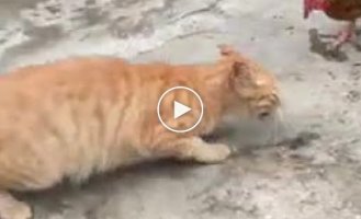 Hungry cat left without lunch