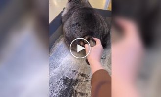 Самый толстый енот в мире живет в китайском приюте
