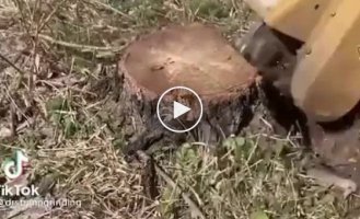 The most enjoyable thing about removing tree stumps