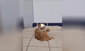 У кота видався недобрий ранок