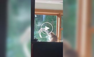 Кот стал свидетелем беличьего фиаско