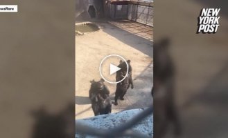 A bear from a Chinese zoo had a moment of glory