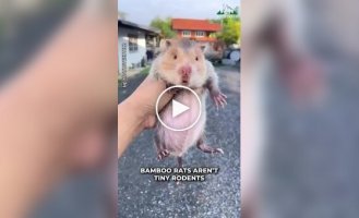 Китайські бамбукові щури