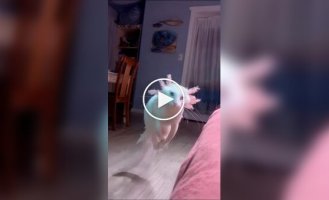 Нейросеть показла помесь кота и аксолотля