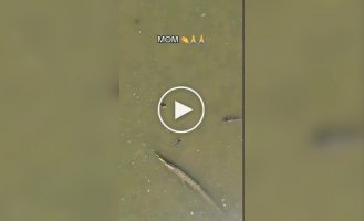 Не стоило подплывать так близко к малышам