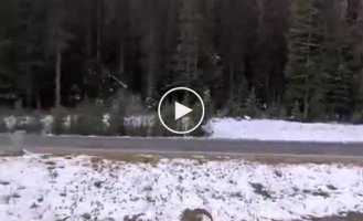 Grizzly bear chases bighorn sheep in front of tourists in Canada