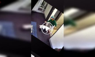 Когда встреча с другой собакой превращается в борьбу за жизнь