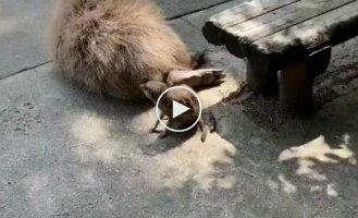 Meerkats bully capybaras