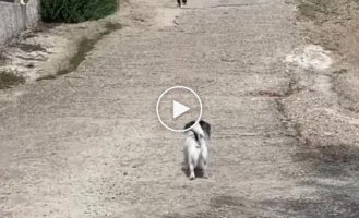 The dog met cats on his way and decided not to risk