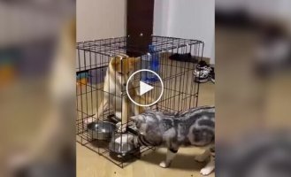 Animals (short videos). Release 84