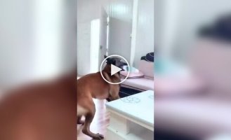 Бельгійські малинуа в дії