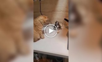 An intense duel between the cat and the egg