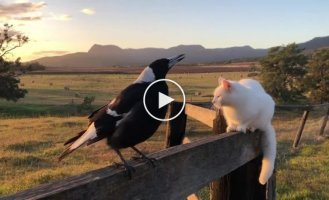 Magpie thinks he's a rooster