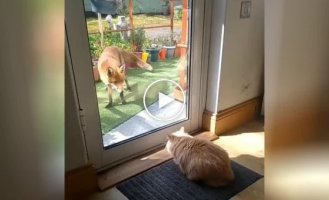 Domestic cat scared the hell out of a fox