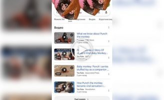 Google запустила специальную анимацию в поиске в честь обезьянки Панча
