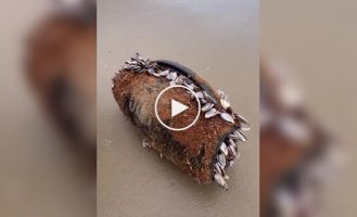 Колонка несколько месяцев находилась в воде и до сих пор работает