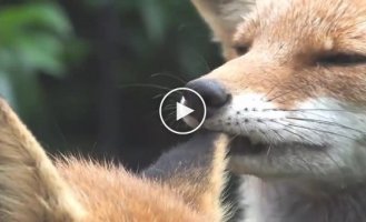 Fox suitor