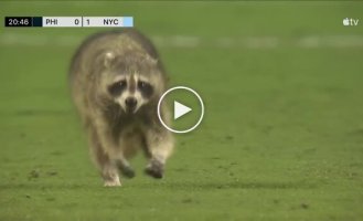 In the USA, a raccoon ran onto the field where a football match was taking place