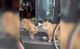 The failed battle of cats for food