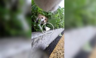 Кот вышел на прогулку