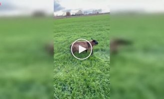 Жінка не проїхала повз і врятувала безпорадну вівцю