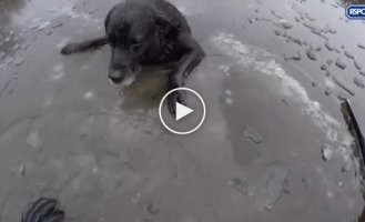 Спасение провалившейся под лед собаки
