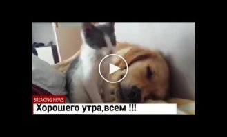 Хватит уже спать, давай поднимайся играть со мной