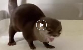 Otters as pets