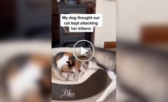 A cute story of one girl from the USA: a dog suddenly became a protector of kittens