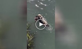 Mother otter bathes with baby