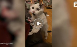 A 29-year-old cat asks her owner to pet her