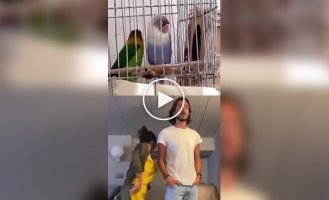 A couple repeated the dance of two parrots