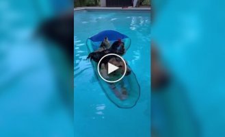 Mini-ark, present day: birds sat on a floating dog