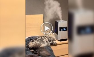 Cat and humidifier