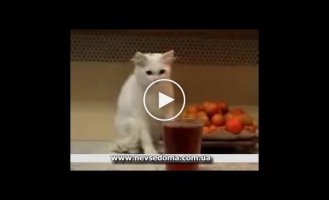 Котенок флиртует с чаем